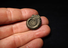 Load image into Gallery viewer, Crucilobiceras pyrite ammonite fossil (24 mm)