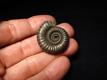 Load image into Gallery viewer, Large Crucilobiceras pyrite ammonite fossil (32 mm)
