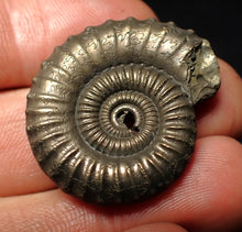 Load image into Gallery viewer, Large Crucilobiceras pyrite ammonite fossil (32 mm)