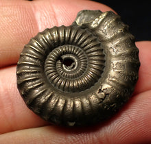 Load image into Gallery viewer, Large Crucilobiceras pyrite ammonite fossil (32 mm)