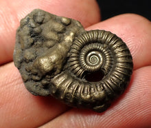 Load image into Gallery viewer, Large Crucilobiceras pyrite ammonite fossil (27 mm)