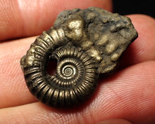 Load image into Gallery viewer, Large Crucilobiceras pyrite ammonite fossil (27 mm)