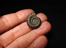 Load image into Gallery viewer, Perfect Crucilobiceras pyrite ammonite fossil (23 mm)
