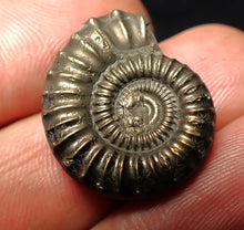Load image into Gallery viewer, Perfect Crucilobiceras pyrite ammonite fossil (23 mm)