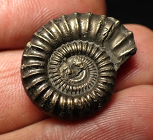 Load image into Gallery viewer, Perfect Crucilobiceras pyrite ammonite fossil (23 mm)
