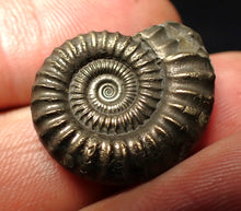 Load image into Gallery viewer, Perfect Crucilobiceras pyrite ammonite fossil (23 mm)