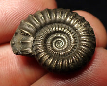 Load image into Gallery viewer, Perfect Crucilobiceras pyrite ammonite fossil (23 mm)