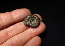 Load image into Gallery viewer, Perfect Crucilobiceras pyrite ammonite fossil (23 mm)