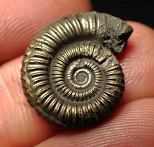 Load image into Gallery viewer, Crucilobiceras pyrite ammonite fossil (19 mm)