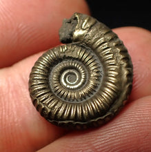 Load image into Gallery viewer, Crucilobiceras pyrite ammonite fossil (19 mm)