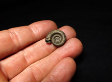 Load image into Gallery viewer, Crucilobiceras pyrite ammonite fossil (19 mm)