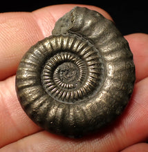 Load image into Gallery viewer, Large Crucilobiceras pyrite ammonite fossil (36 mm)