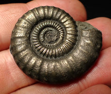 Load image into Gallery viewer, Large Crucilobiceras pyrite ammonite fossil (36 mm)