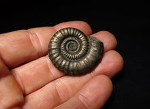 Load image into Gallery viewer, Large Crucilobiceras pyrite ammonite fossil (36 mm)