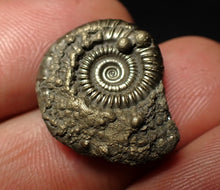 Load image into Gallery viewer, Crucilobiceras pyrite ammonite fossil (21 mm)