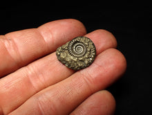 Load image into Gallery viewer, Crucilobiceras pyrite ammonite fossil (21 mm)