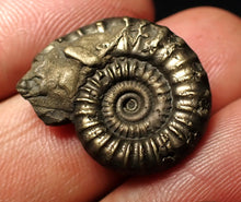 Load image into Gallery viewer, Crucilobiceras pyrite ammonite fossil (22 mm)
