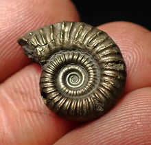 Load image into Gallery viewer, Crucilobiceras pyrite ammonite fossil (20 mm)