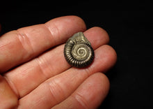 Load image into Gallery viewer, Perfect large Crucilobiceras pyrite ammonite fossil (25 mm)