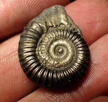 Load image into Gallery viewer, Perfect large Crucilobiceras pyrite ammonite fossil (25 mm)