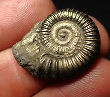 Load image into Gallery viewer, Perfect large Crucilobiceras pyrite ammonite fossil (25 mm)