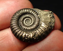Load image into Gallery viewer, Perfect large Crucilobiceras pyrite ammonite fossil (25 mm)