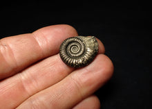 Load image into Gallery viewer, Perfect large Crucilobiceras pyrite ammonite fossil (25 mm)