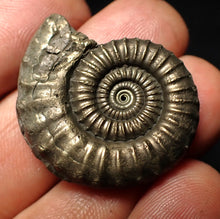 Load image into Gallery viewer, Large Crucilobiceras pyrite ammonite fossil (32 mm)
