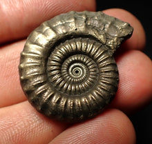 Load image into Gallery viewer, Large Crucilobiceras pyrite ammonite fossil (32 mm)