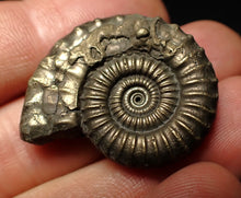 Load image into Gallery viewer, Large Crucilobiceras pyrite ammonite fossil (32 mm)