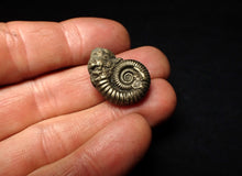 Load image into Gallery viewer, Crucilobiceras pyrite ammonite fossil (23 mm)