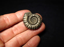 Load image into Gallery viewer, Crucilobiceras pyrite ammonite fossil (31 mm)