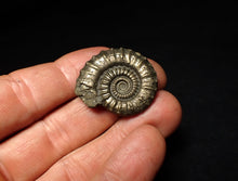 Load image into Gallery viewer, Crucilobiceras pyrite ammonite fossil (31 mm)
