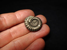 Load image into Gallery viewer, Crucilobiceras pyrite ammonite fossil (24 mm)