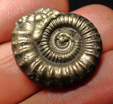 Load image into Gallery viewer, Crucilobiceras pyrite ammonite fossil (24 mm)
