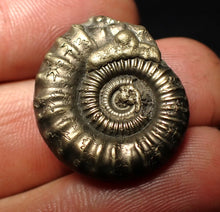 Load image into Gallery viewer, Crucilobiceras pyrite ammonite fossil (24 mm)