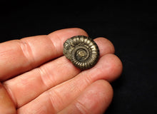Load image into Gallery viewer, Crucilobiceras pyrite ammonite fossil (24 mm)