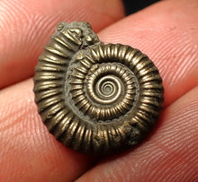 Load image into Gallery viewer, Crucilobiceras pyrite ammonite fossil (19 mm)