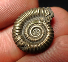 Load image into Gallery viewer, Crucilobiceras pyrite ammonite fossil (19 mm)
