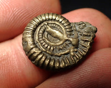 Load image into Gallery viewer, Crucilobiceras pyrite ammonite fossil (19 mm)