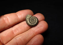 Load image into Gallery viewer, Crucilobiceras pyrite ammonite fossil (22 mm)