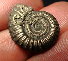 Load image into Gallery viewer, Crucilobiceras pyrite ammonite fossil (22 mm)