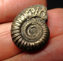 Load image into Gallery viewer, Crucilobiceras pyrite ammonite fossil (22 mm)