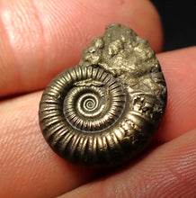 Load image into Gallery viewer, Crucilobiceras pyrite ammonite fossil (22 mm)