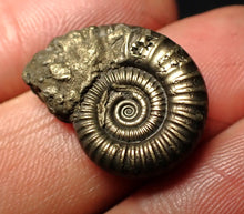 Load image into Gallery viewer, Crucilobiceras pyrite ammonite fossil (22 mm)