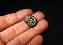 Load image into Gallery viewer, Crucilobiceras pyrite ammonite fossil (22 mm)