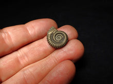 Load image into Gallery viewer, Crucilobiceras pyrite ammonite fossil (19 mm)