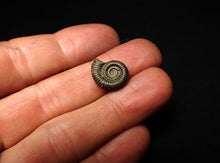 Load image into Gallery viewer, Crucilobiceras pyrite ammonite fossil (16 mm)