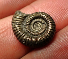 Load image into Gallery viewer, Crucilobiceras pyrite ammonite fossil (16 mm)