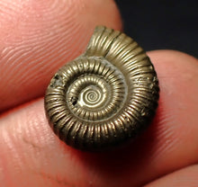 Load image into Gallery viewer, Crucilobiceras pyrite ammonite fossil (16 mm)